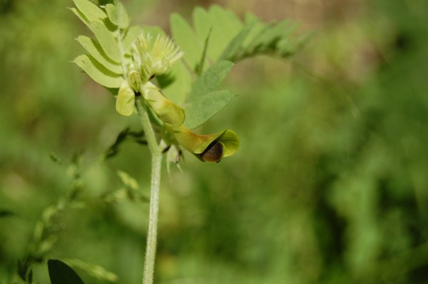 Vicia melanops (3) [1600x1200].JPG