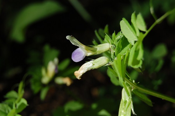 Vicia laeta (3) [1600x1200].JPG