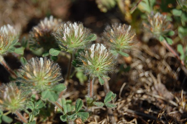 Trifolium cherleri (5) [1600x1200].JPG