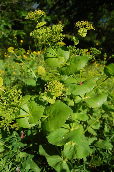 Smyrnium perfoliatum (5) [1600x1200].JPG