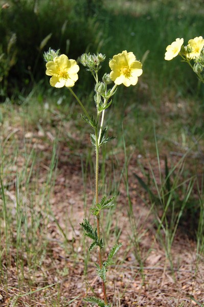 Potentilla pedata (1) [1600x1200].JPG