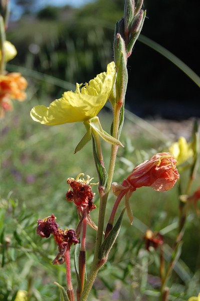 Oenothera stricta (8) [1600x1200].JPG