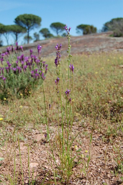 Linaria pelisseriana (7) [1600x1200].JPG