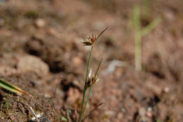 Juncus capitatus (6) [1600x1200].JPG