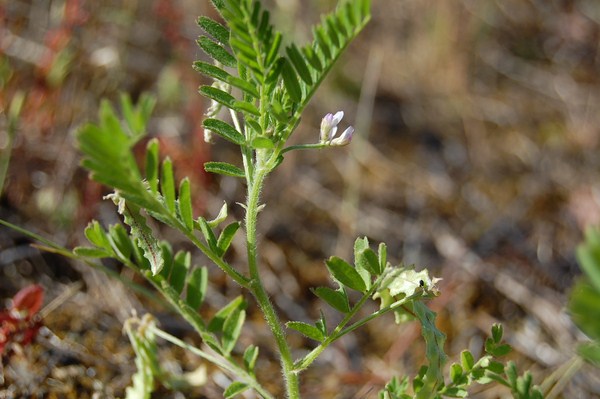 Astragalus pelecinus (15) [1600x1200].JPG