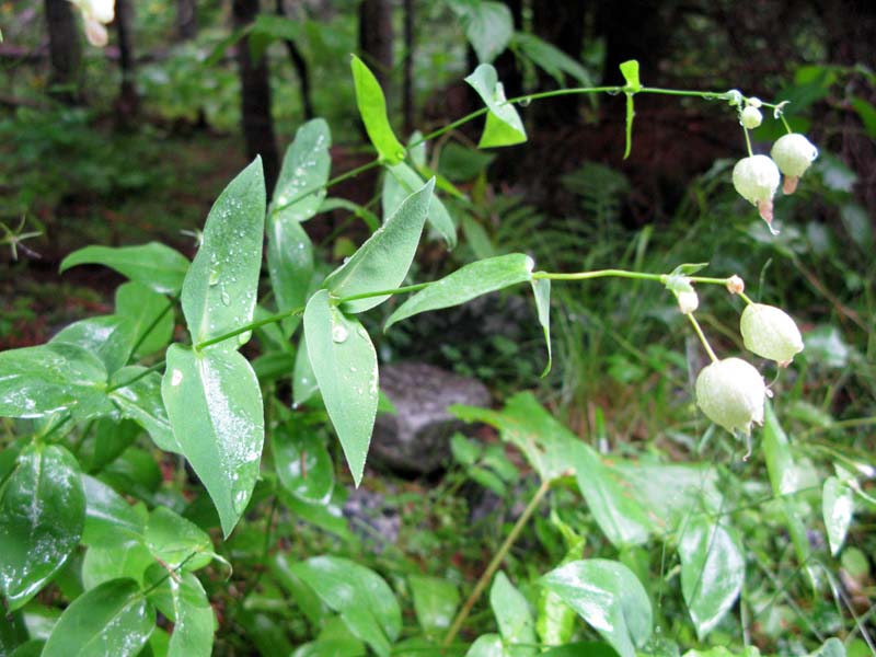Caryophyllacées - Silena sp RED.jpg