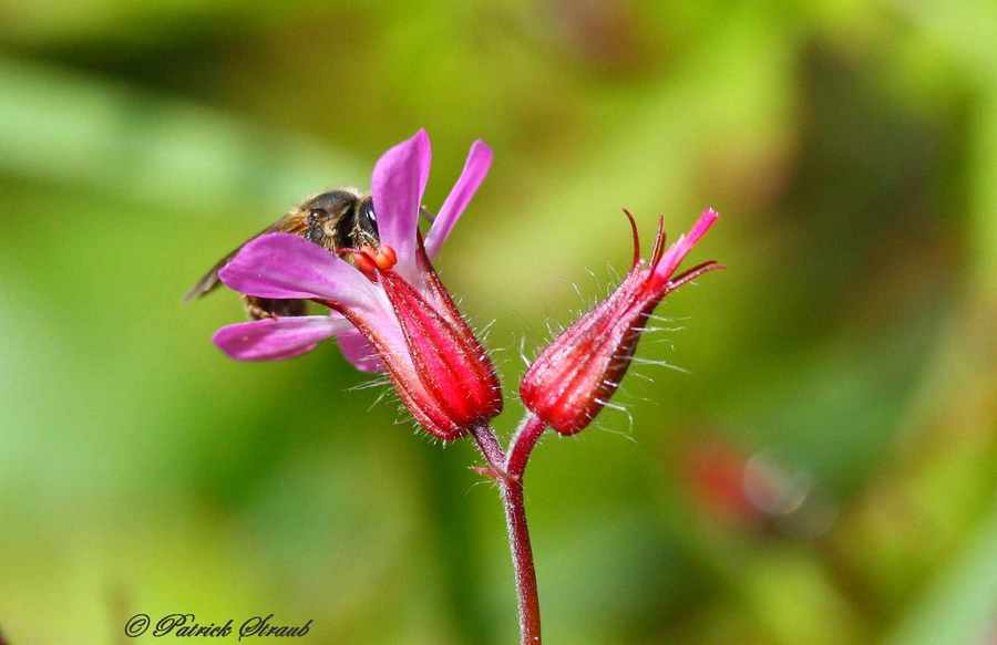 Abeille sur géranium a016.JPG