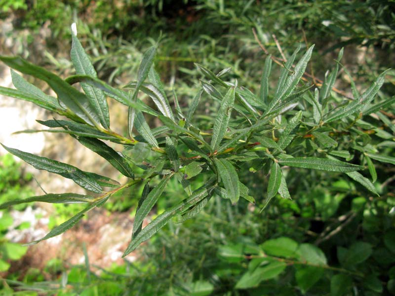 Salicacées - Salix sp RED.jpg