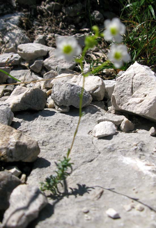 Saxifragacées - Saxifraga sp 12 - Autriche RED 1.jpg