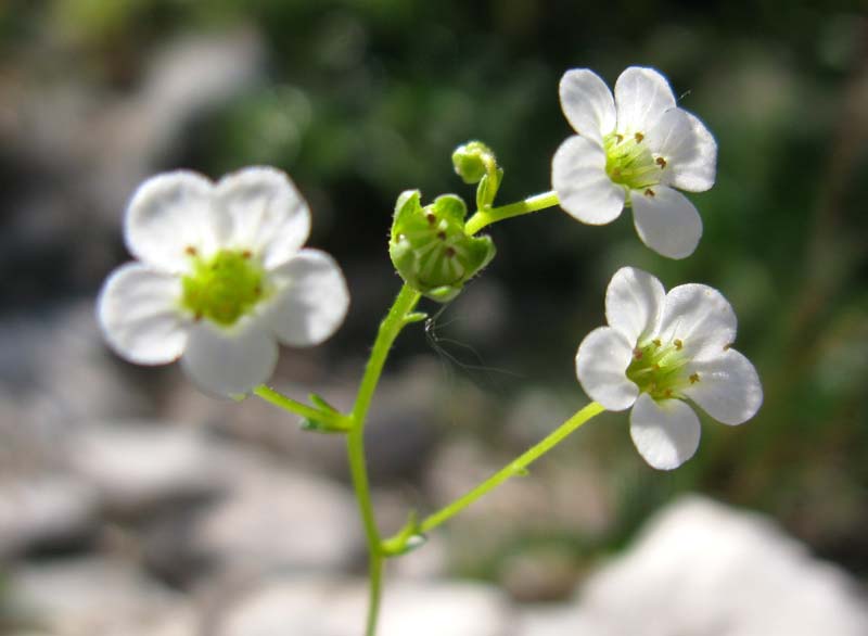 Saxifragacées - Saxifraga sp 12 - Autriche RED 2.jpg