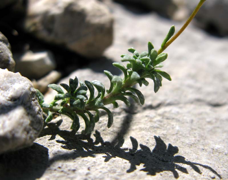 Saxifragacées - Saxifraga sp 12 - Autriche RED 3.jpg