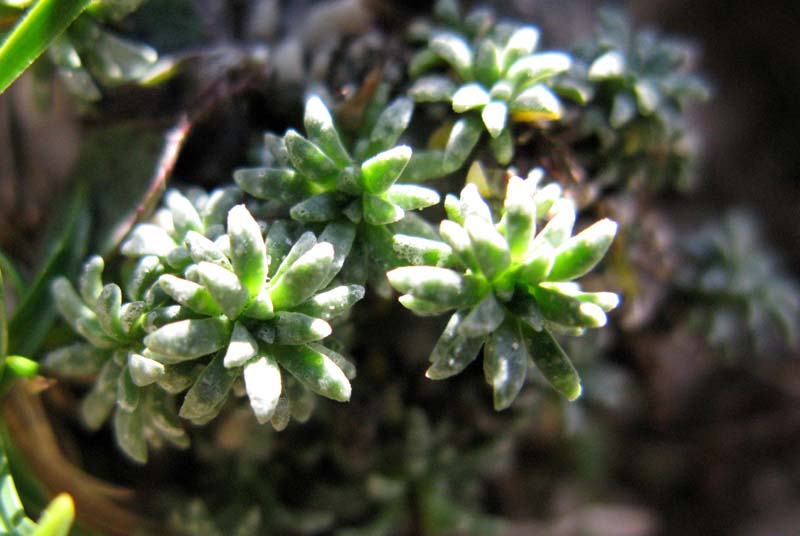 Saxifragacées - Saxifraga sp 12 - Autriche RED 4.jpg
