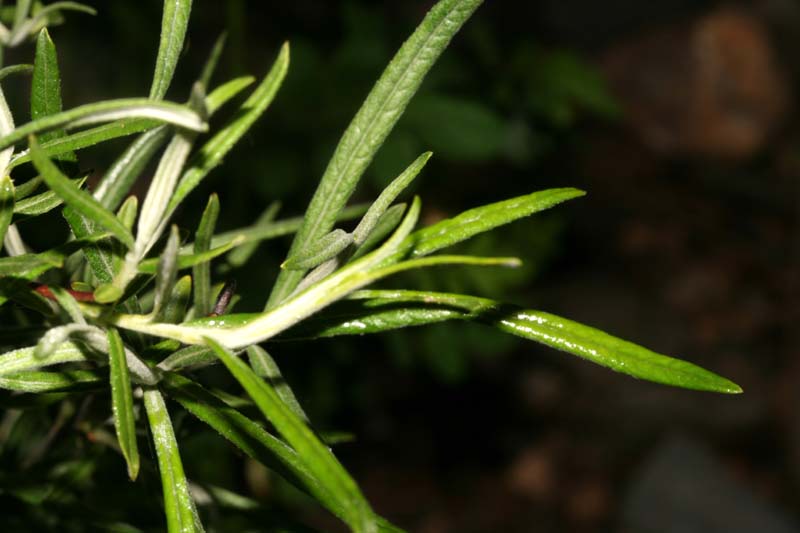 Salicacées - Salix eleagnos (Saule blanchâtre = S. cotonneux) - Catalogne 05-11 4.jpg