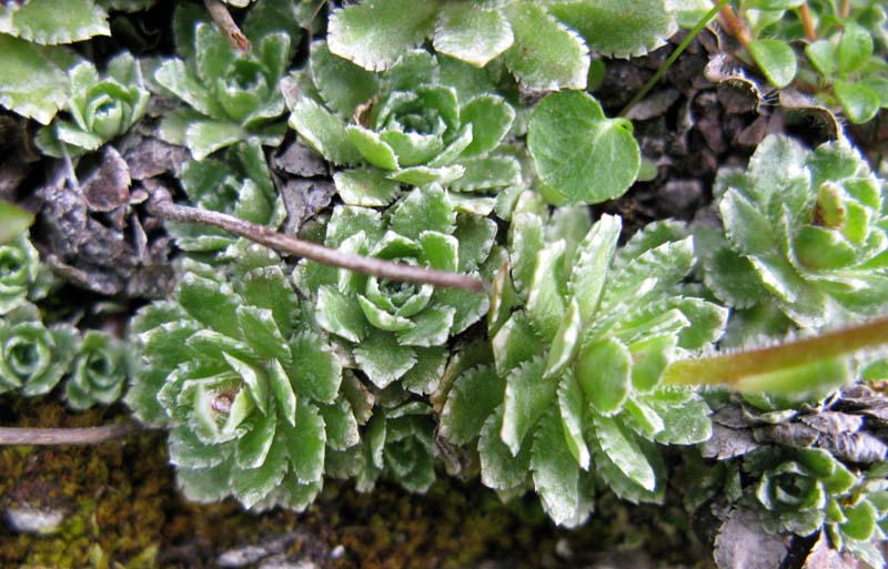 Saxifragacées - Saxifraga sp 10 - RED 1.jpg