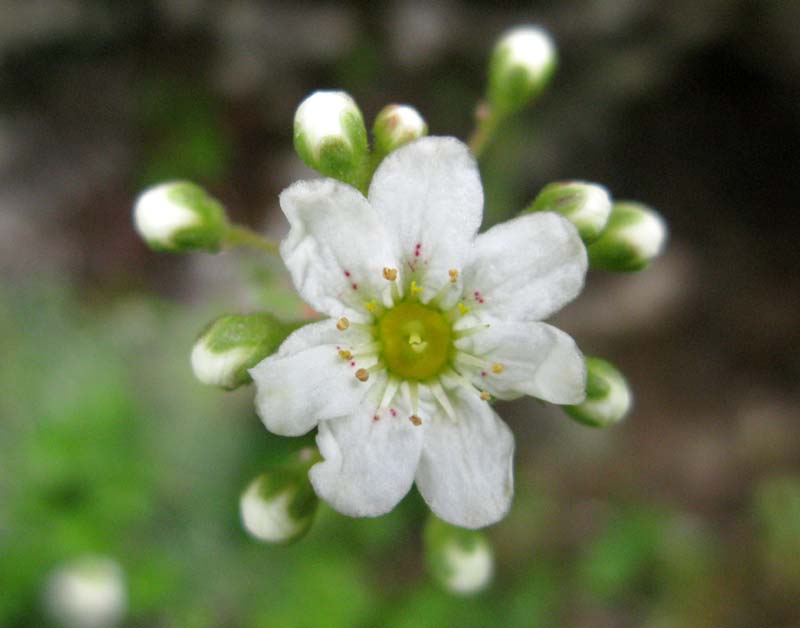 Saxifragacées - Saxifraga sp 10 - RED 2.jpg