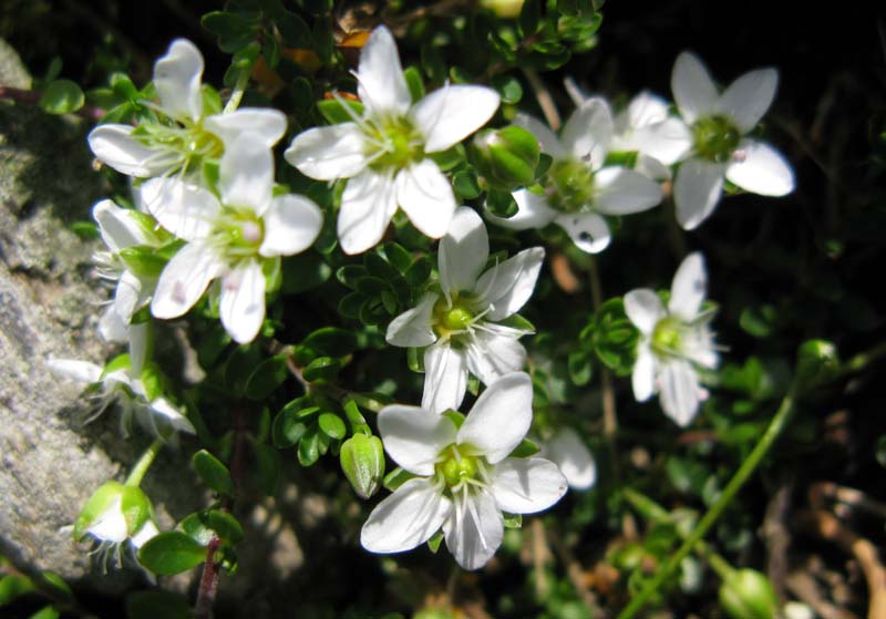Saxifragacées - Saxifraga sp 09 - RED 1.jpg