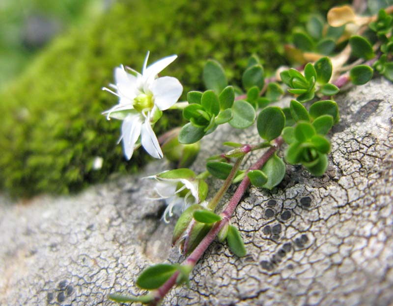 Saxifragacées - Saxifraga sp 09 - RED 2.jpg