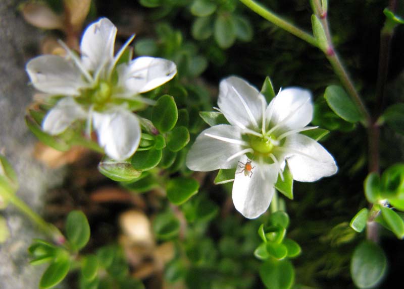 Saxifragacées - Saxifraga sp 09 - RED 3.jpg