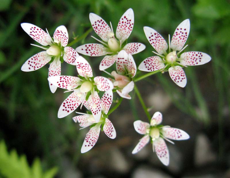 Saxifragacées - Saxifraga sp 6 - RED 1.jpg