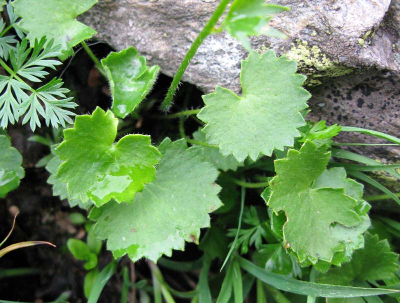 Saxifragacées - Saxifraga sp 6 - RED 2.jpg