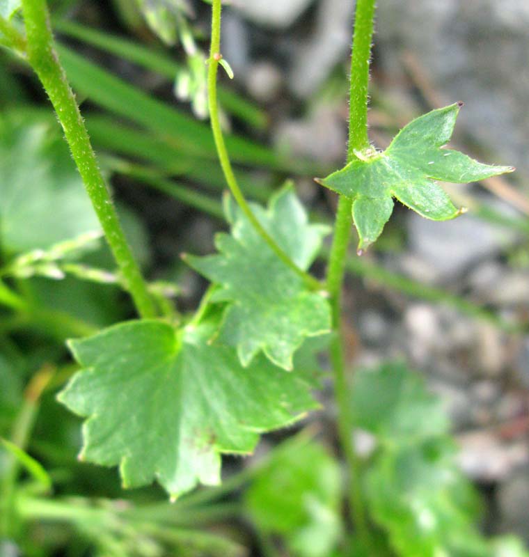 Saxifragacées - Saxifraga sp 6 - RED 3.jpg