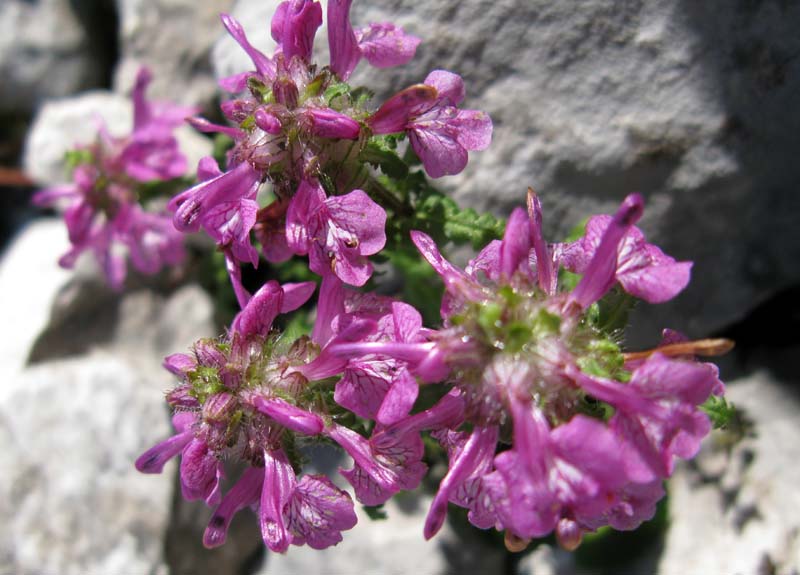 Scrofulariacées - Pediculariis RED 2.jpg
