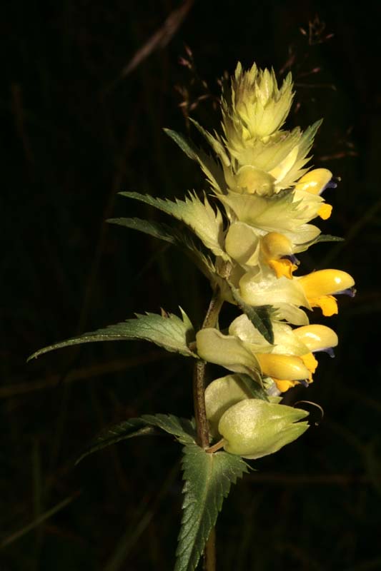Scrofulariacées - Rhinanthus sp 1 - RED 1.jpg