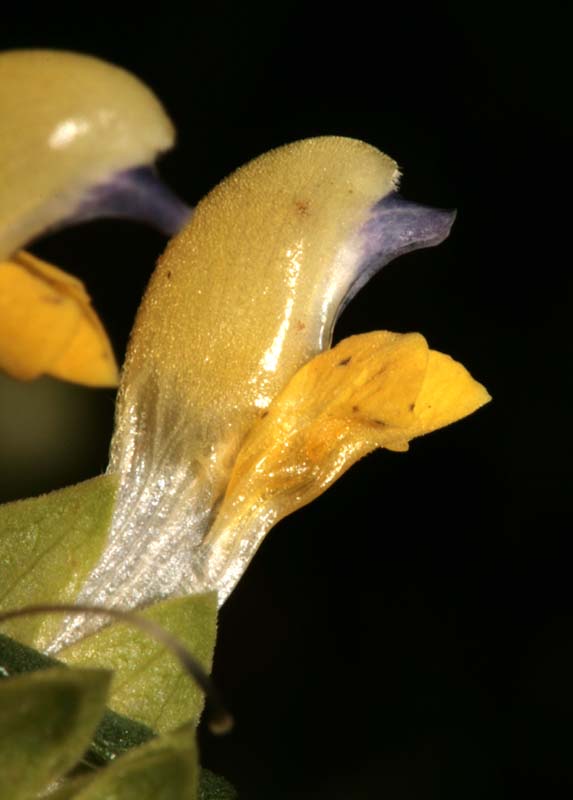 Scrofulariacées - Rhinanthus sp 1 - RED 3.jpg