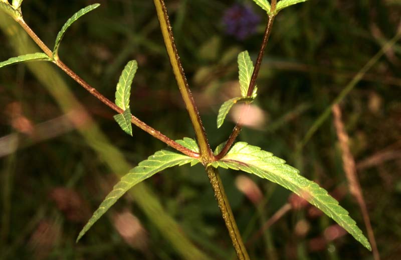 Scrofulariacées - Rhinanthus sp 1 - RED 4.jpg