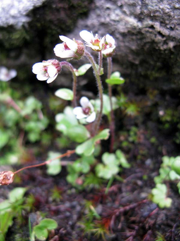 Saxifragacées - Saxifraga sp 05 - RED 1.jpg