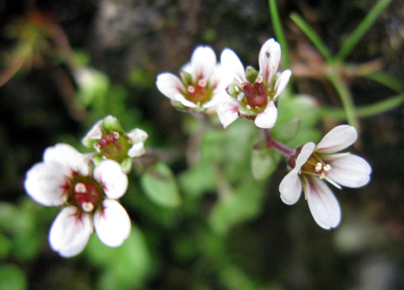 Saxifragacées - Saxifraga sp 05 - RED 2.jpg