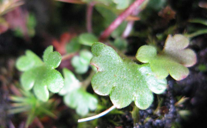 Saxifragacées - Saxifraga sp 05 - RED 3.jpg