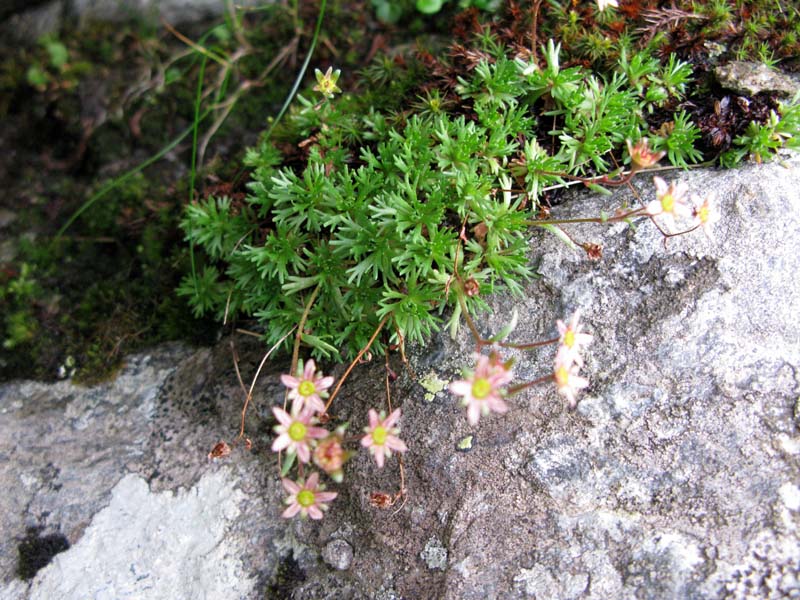 Saxifragacées - Saxifraga sp - RED 1.jpg