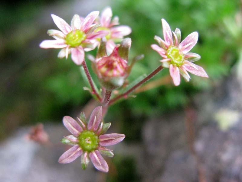 Saxifragacées - Saxifraga sp - RED 2.jpg