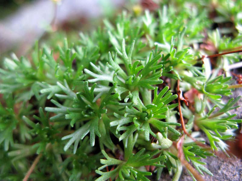 Saxifragacées - Saxifraga sp - RED 3.jpg