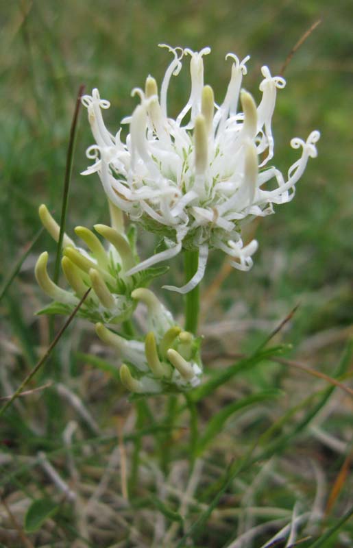 Campanulacées - Phyteuma SP 2 - RED 1.jpg