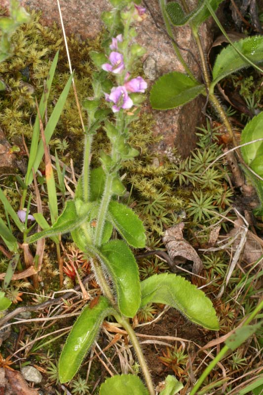 Scrophulariacées - Veronica sp 1 RED 1.jpg