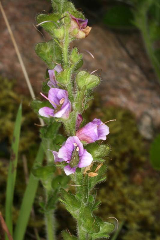 Scrophulariacées - Veronica sp 1 RED 2.jpg