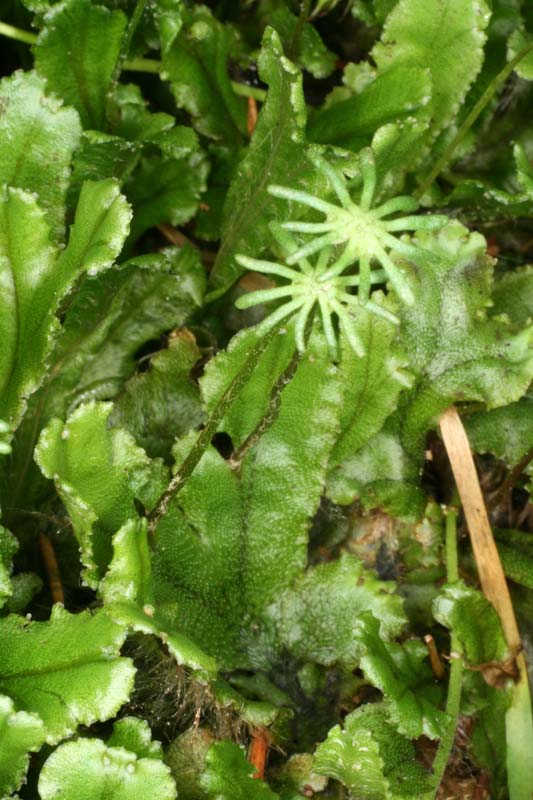 Marchantiacées - Marchantia polymorpha RED.jpg