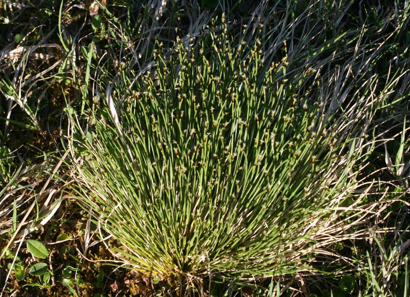 Cypéracées - Carex sp 2 (Carex) - RED 1.jpg