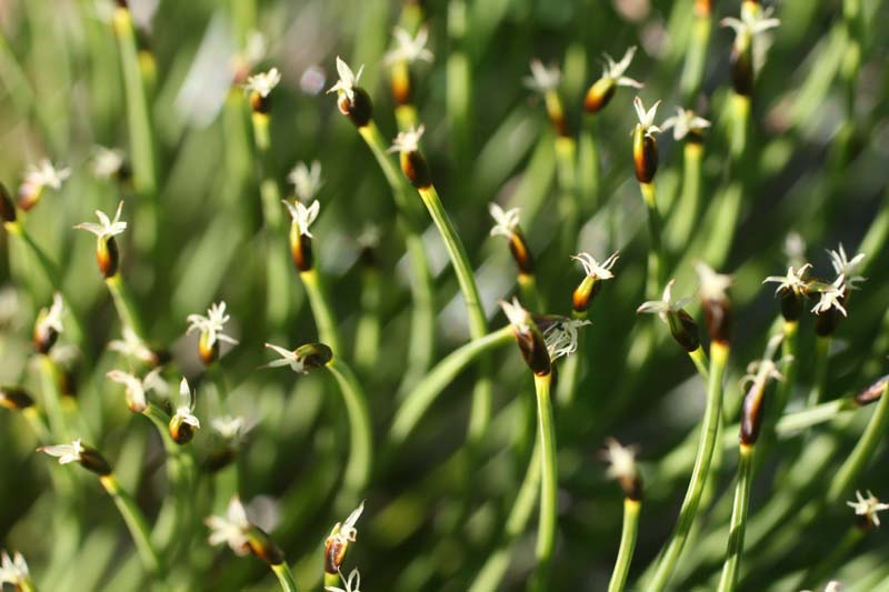 Cypéracées - Carex sp 2 (Carex) - RED 2.jpg