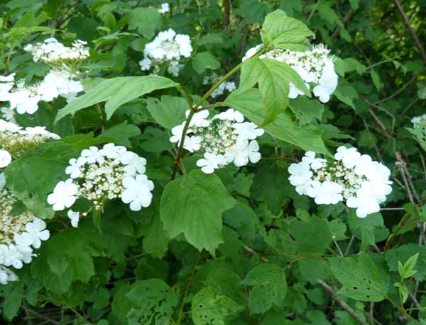arbuste-plaine.jpg