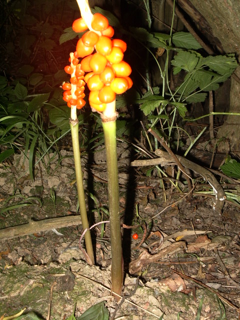 Arum Italicum (3).JPG