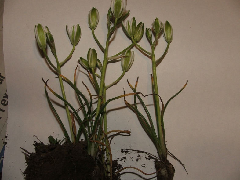 ornithogalum tenuifolium.jpg