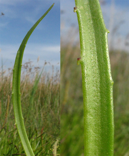 Plantago -3.jpg