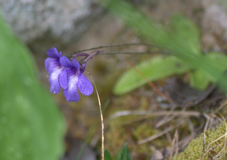 pinguicula longifolia subs caussensis.jpg