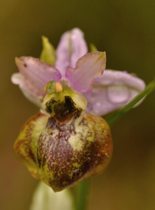 ophrys aveyronensis.jpg