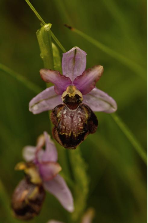 ophrys aveyronensis2.jpg