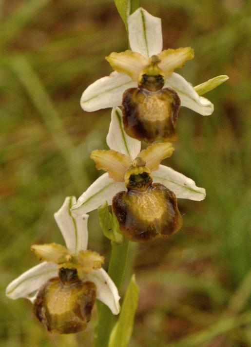ophrys aveyronensis 3.jpg
