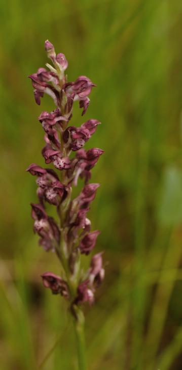 anacamptis coriophora subsp fragans.jpg